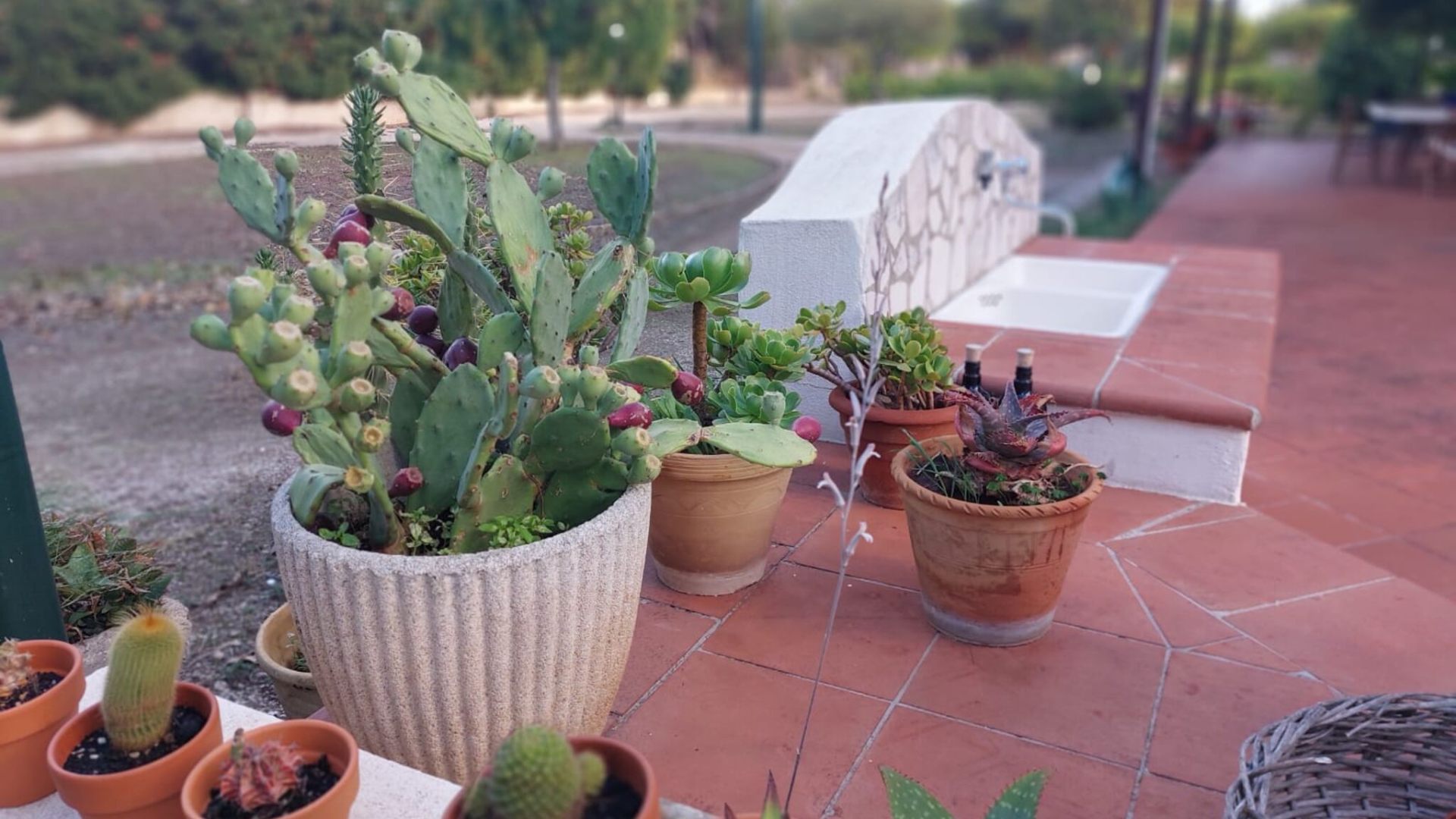 Agrumeto della villa con piante mediterranee
